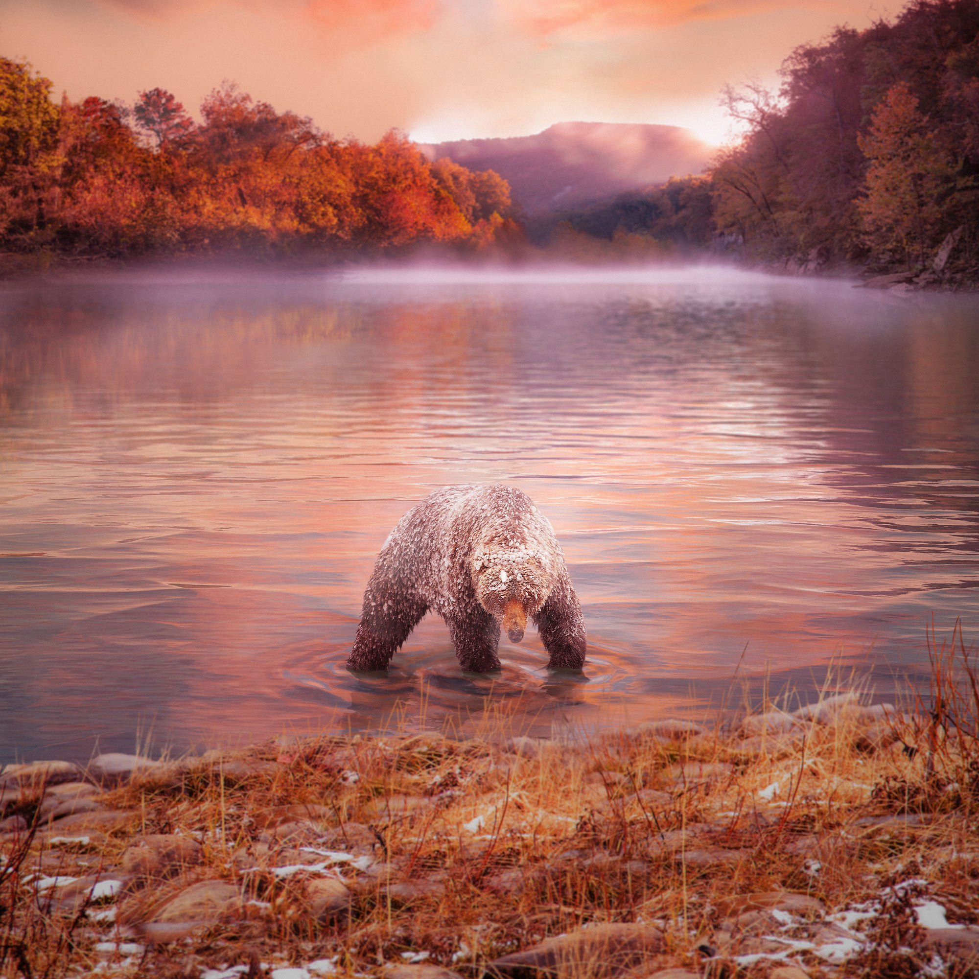 WTF_ITV_AYOPE_1x1_BEAR